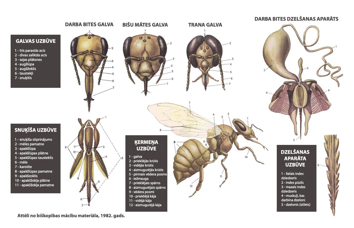 Bišu anatomija